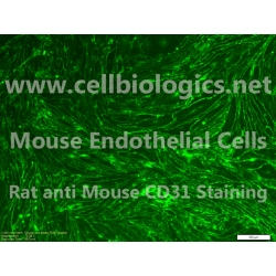 C57BL/6 Mouse Primary Pulmonary Vein Endothelial Cells